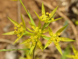 Bupleurum odontites