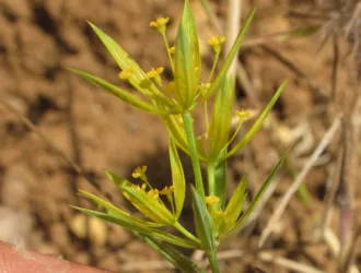 Bupleurum odontites