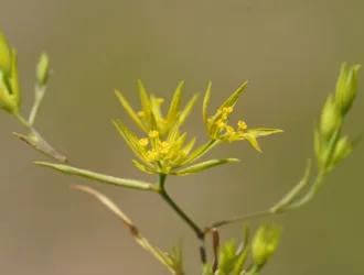 Bupleurum odontites