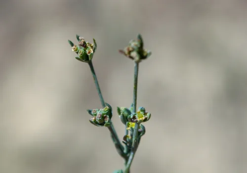 Bupleurum tenuissimum