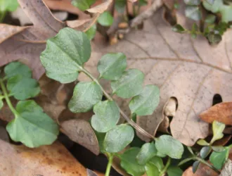 Cardamine penzesii