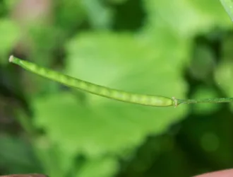 Cardamine penzesii