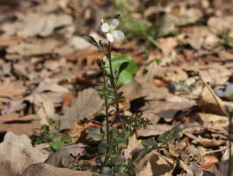 Cardamine penzesii
