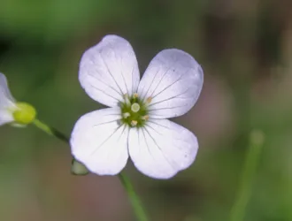 Cardamine penzesii