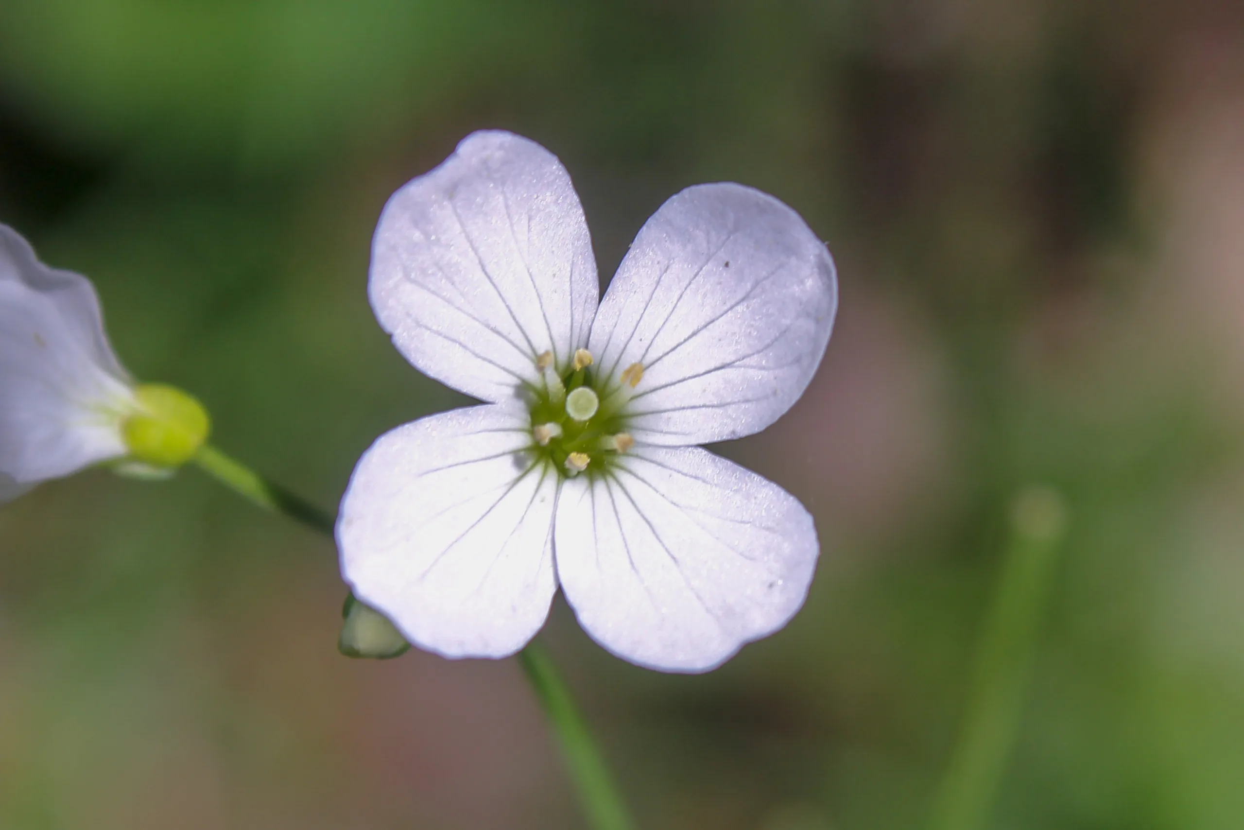 Cardamine penzesii
