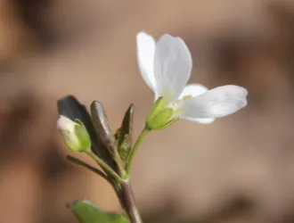 Cardamine penzesii