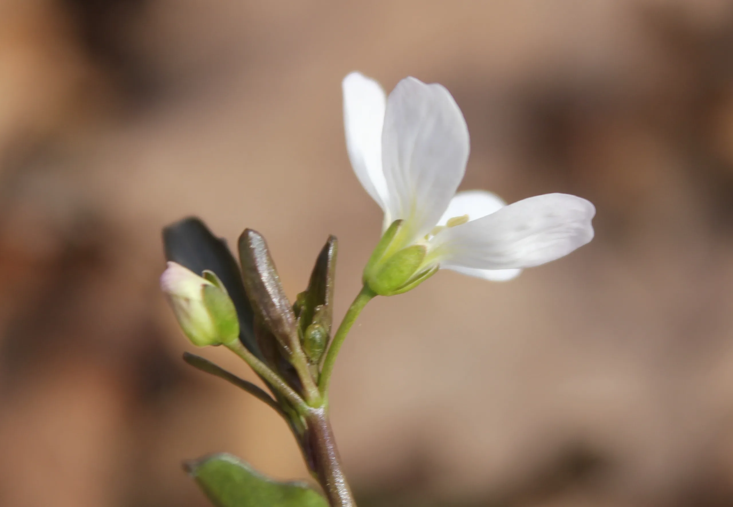 Cardamine penzesii