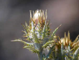 Carlina biebersteinii