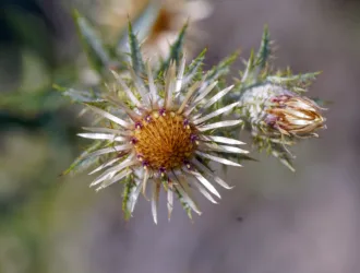 Carlina biebersteinii