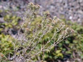 Carlina biebersteinii
