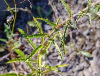 Carlina biebersteinii