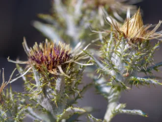 Carlina biebersteinii
