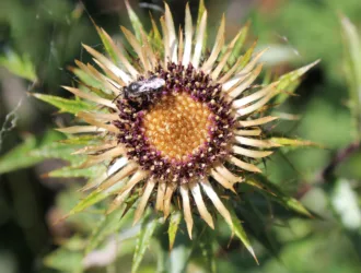 Carlina biebersteinii subsp. brevibracteata