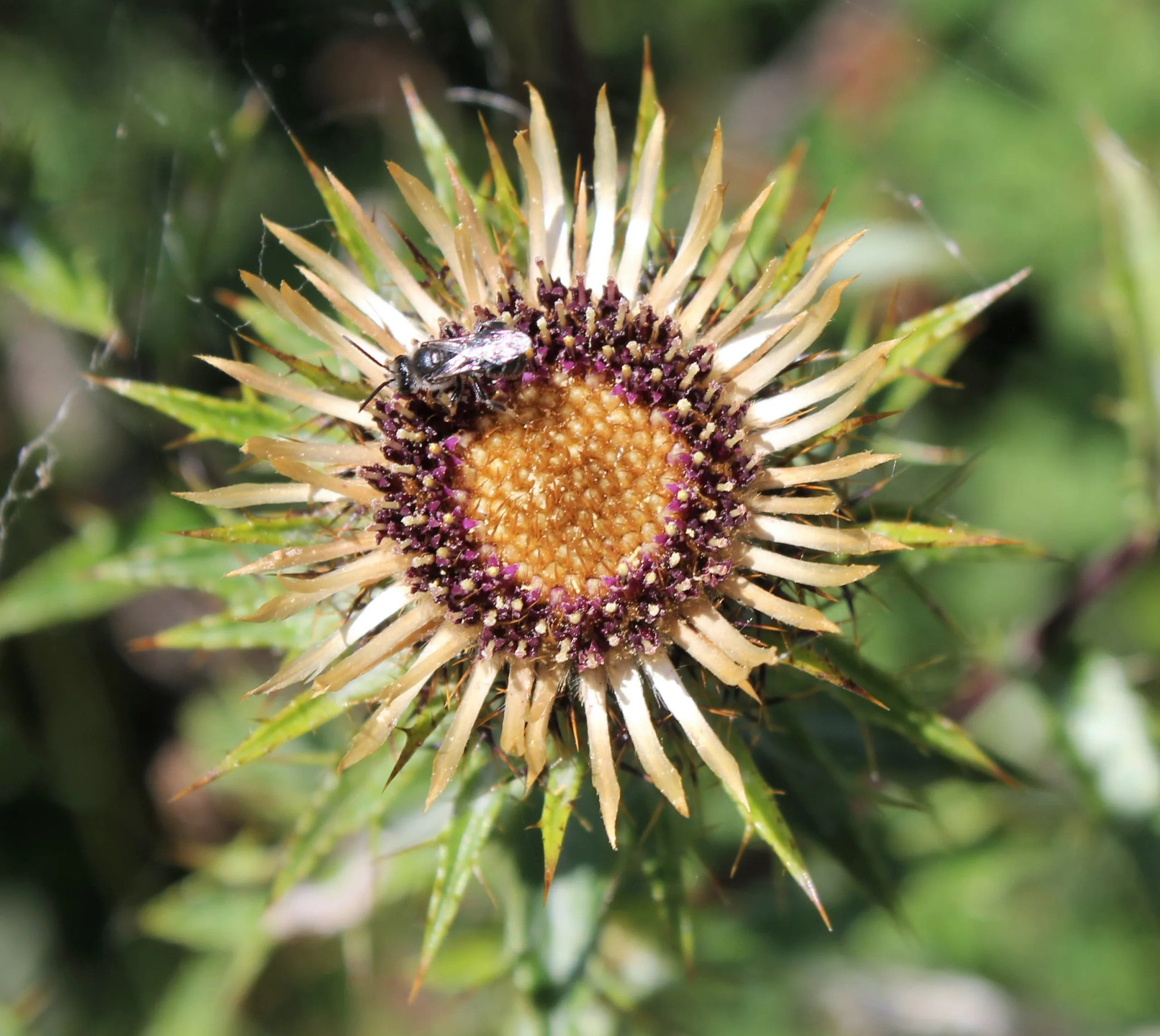 Carlina biebersteinii subsp. brevibracteata