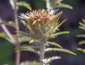 Carlina biebersteinii subsp. brevibracteata