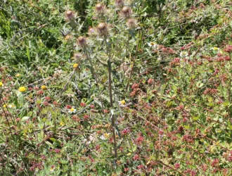 Carlina biebersteinii subsp. brevibracteata