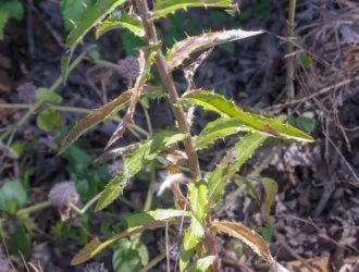 Carlina biebersteinii subsp. brevibracteata