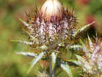 Carlina biebersteinii subsp. brevibracteata