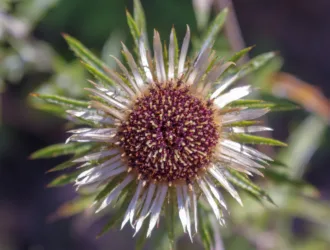 Carlina biebersteinii subsp. brevibracteata