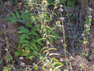 Carlina biebersteinii subsp. brevibracteata