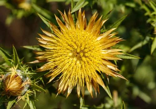 Carlina corymbosa