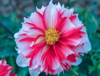 Dahlia pinnata