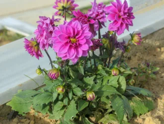 Dahlia pinnata