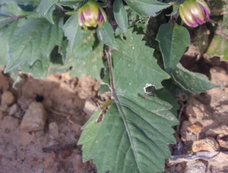 Dahlia pinnata
