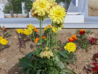 Dahlia pinnata