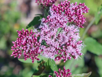 Eupatorium cannabinum