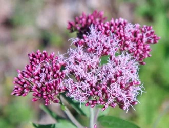 Eupatorium cannabinum