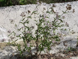 Eupatorium cannabinum