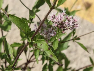 Eupatorium cannabinum