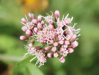 Eupatorium cannabinum