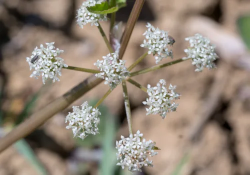 Helosciadium nodiflorum