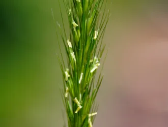 Hordelymus europaeus