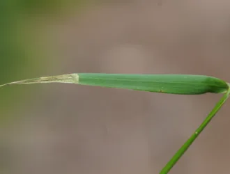 Hordelymus europaeus