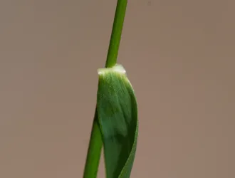 Hordelymus europaeus