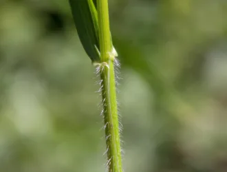 Hordelymus europaeus