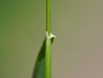 Hordelymus europaeus