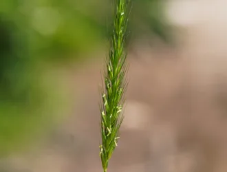 Hordelymus europaeus