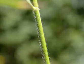 Hordelymus europaeus