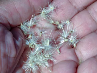 Jurinea alpigena