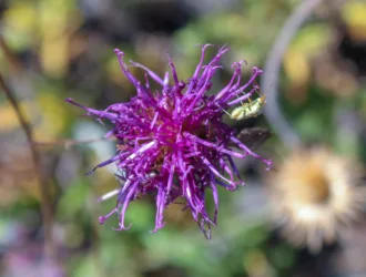 Jurinea alpigena