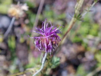Jurinea alpigena