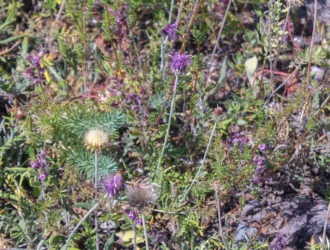 Jurinea alpigena