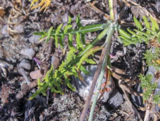 Jurinea alpigena