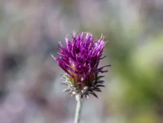 Jurinea alpigena