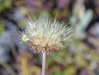 Jurinea alpigena
