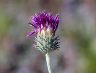 Jurinea alpigena